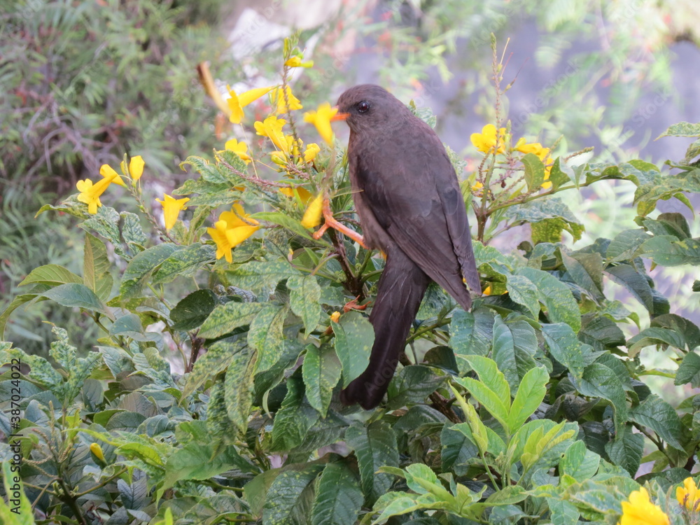 Turdus