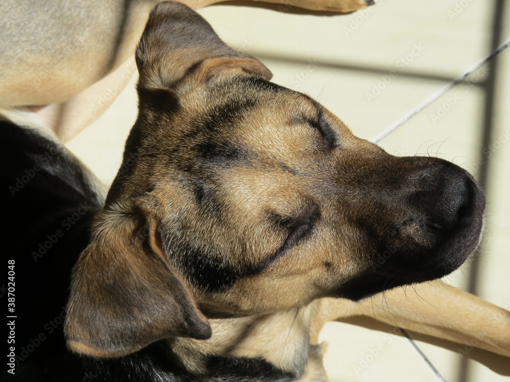 Perro tomando sol