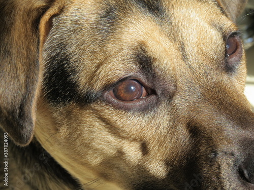 Ojos de perro