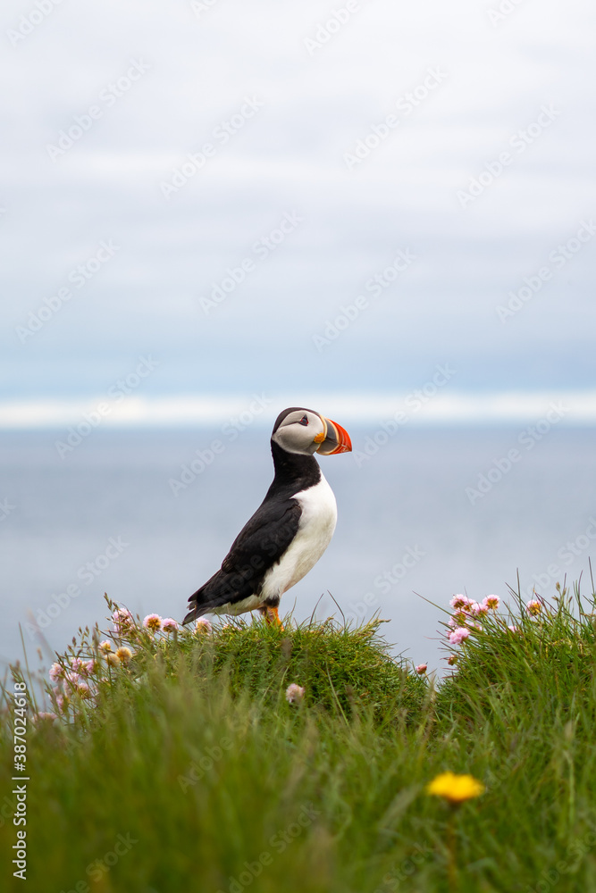 Puffins on the Latrabjarg cliffs, a promontory and the westernmost point in Iceland. Home to millions of puffins, gannets, guillemots and razorbills. West Fjords, Beautiful Iceland Puffins on the Latrabjarg cliffs, a promontory and the westernmost point in Iceland. Home to millions of puffins, gannets, guillemots and razorbills. West Fjords, Beautiful Iceland