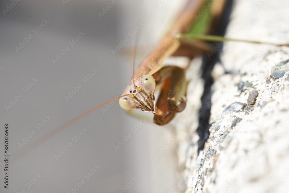 Mantis / A carnivorous insect that uses its sickleshaped forfoot to