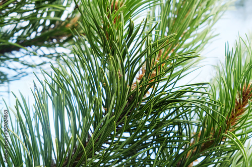 pine branch with large needles close-up natural background