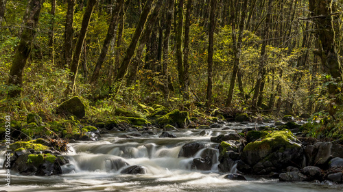 Fototapeta Naklejka Na Ścianę i Meble -  The Wilson River in Oregon flows through a green forest.