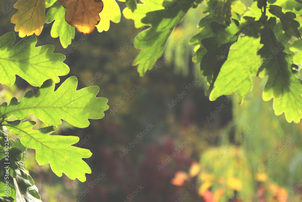 Autumn backdrop. Green and yellow leaves background. Beautiful nature concept. Autumn backdrop. Green and yellow leaves background. Beautiful nature concept.