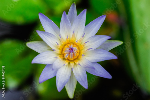 purple water lily in aguacha pond in botanical garden