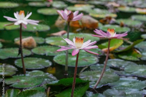 Pink water lilies with orange pistils in a water pond in botanical garden.