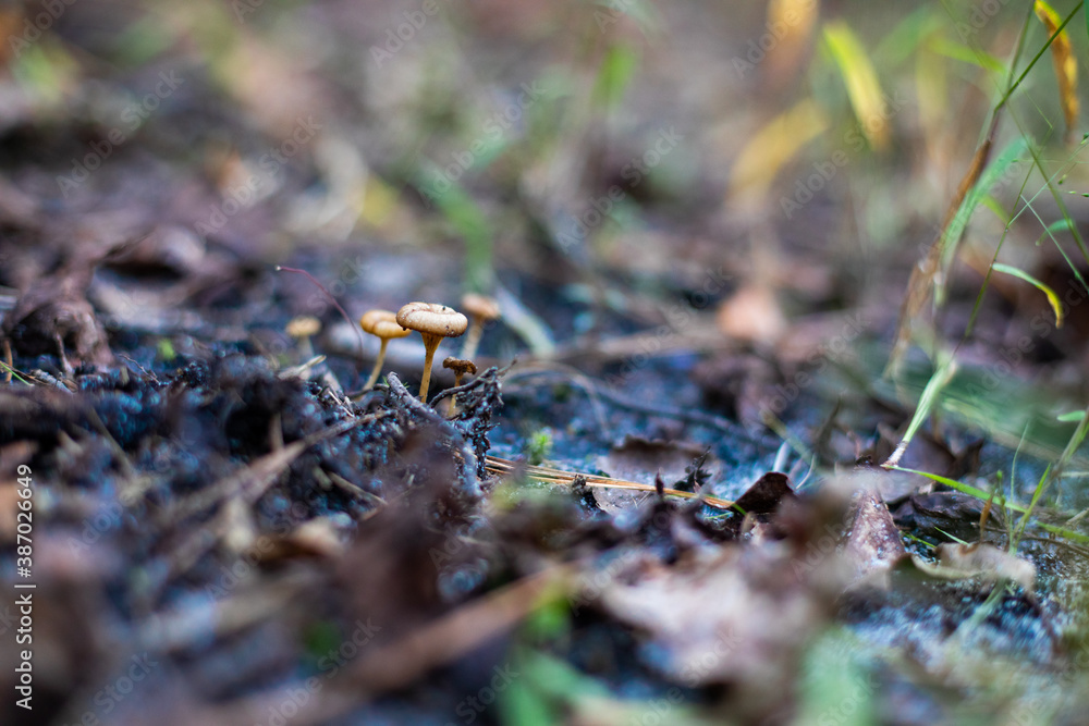 Cluster of tiny orange-brown mushrooms with depressed caps on the forest floor