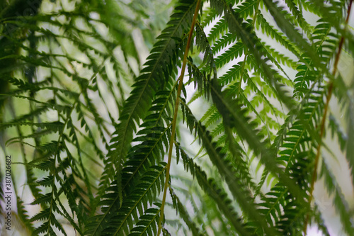fern leaves in a green laurel forest