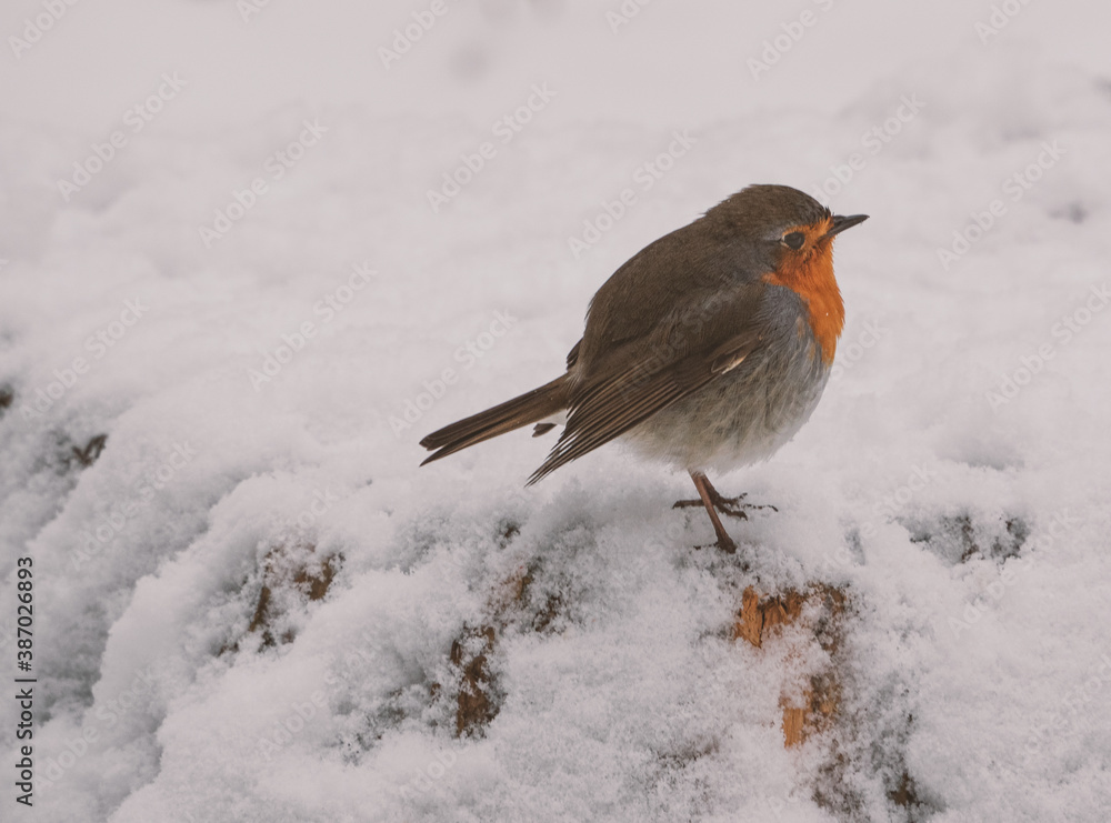 Robin (Erithacus rubecula)in the woods in winter after a snowfall Robin (Erithacus rubecula)in the woods in winter after a snowfall