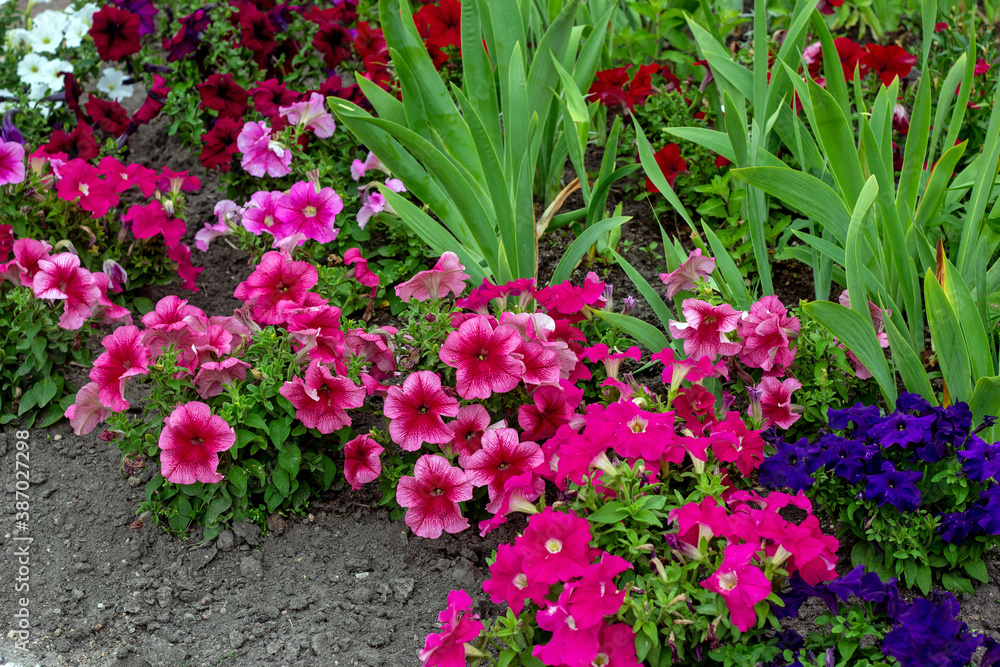 Bright pink and red petunia flowers with green leaves blossom in the garden in spring and summer season.