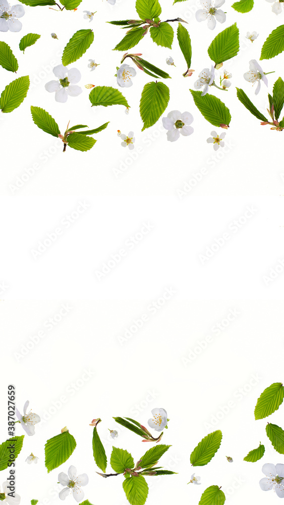 Spring concept banner with Young fresh green leaves against a white background. Spring seasonal background. Spring concept banner with Young fresh green leaves against a white background. Spring seasonal background.