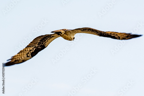 aguia voando photo