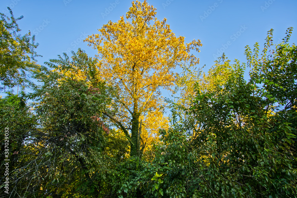 beginning of autumn in Rosedale Baltimore Maryland yellow tree