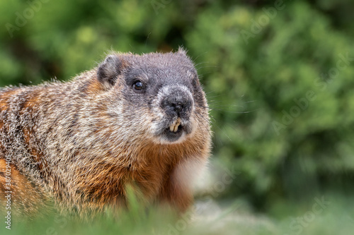 Extreme close up portrait of groundhog showing teeth whiskers and hair details