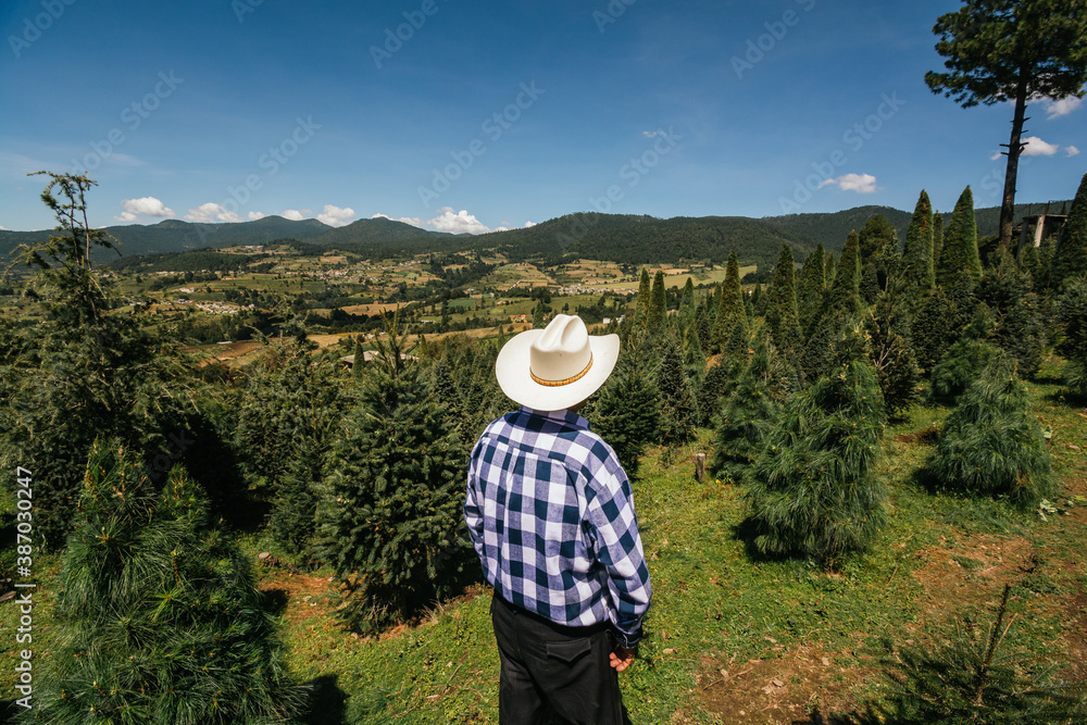 
Old farmer looking out over his farm / Christmas pine forest from a lookout on the hill