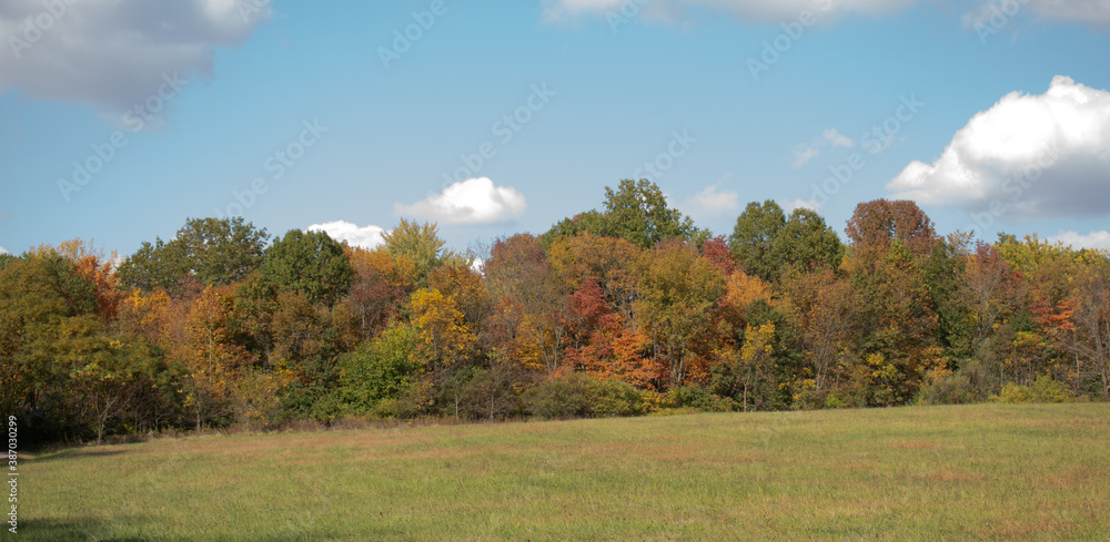 Trees changing color