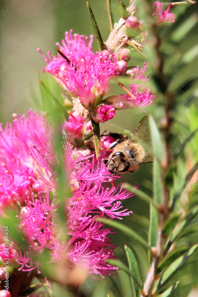 Western Honey Bee collecting nectar from Honey Myrtle, South Australia Western Honey Bee collecting nectar from Honey Myrtle, South Australia