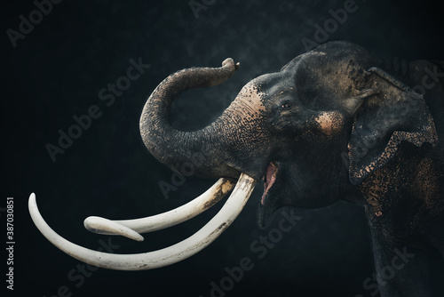 Photography Asia elephant isolated on dark background