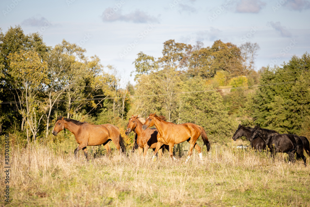 a small herd of horses gallops across the wild field against the backdrop of the forest a small herd of horses gallops across the wild field against the backdrop of the forest