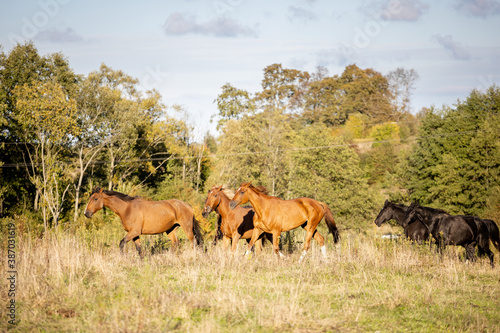a small herd of horses gallops across the wild field against the backdrop of the forest
