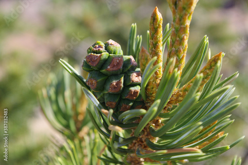 Young pine cone in the sunlight and safety of the needles of the parental tree