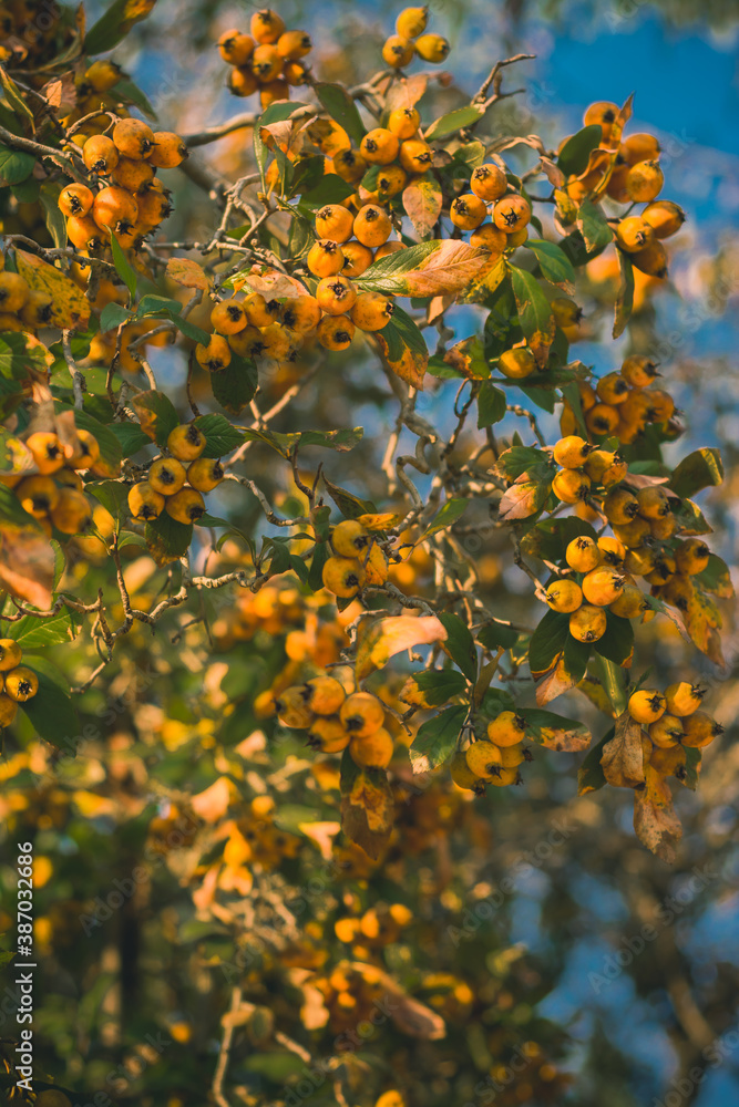 Árbol de níspero Árbol de níspero