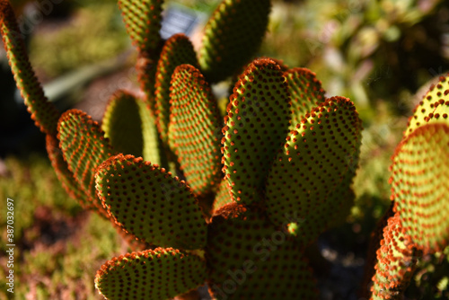 bunny ears cactus with red fuzz in garden photo