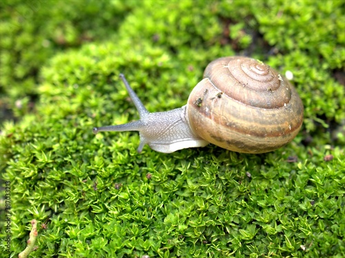 Closeup macro black snail (arianta arbustorum) ,garden snail walking on green moss in forest with blurred background and soft focus ,snail on the ground photo