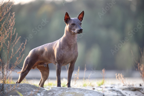 Photography beautiful Xoloitzcuintle (Mexican Hairless Dog) standing in setting sun rays  on