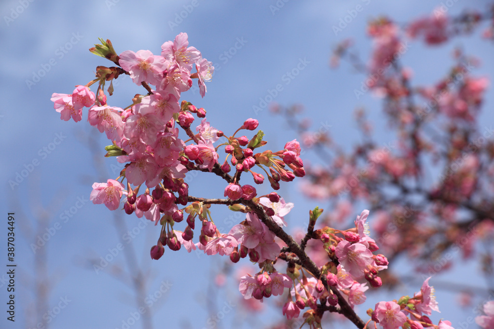 河津桜