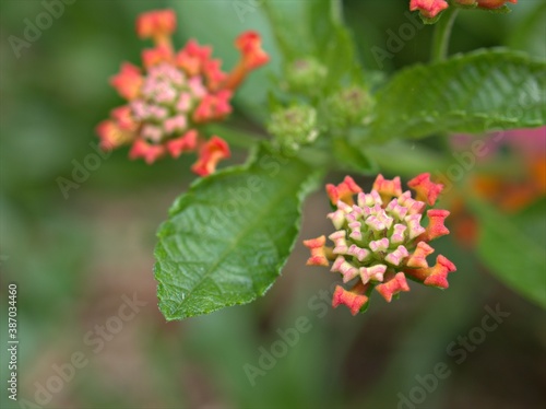 pink petals of West indian red lantana camara flower plants in garden with water drops and blurred background  soft focus for card design