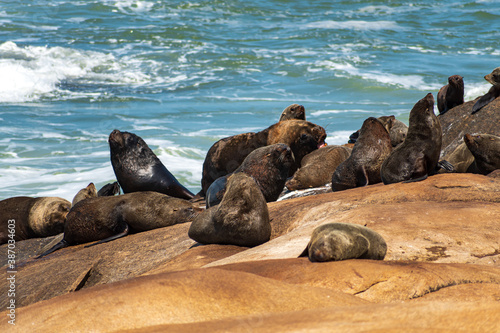 
beautiful landscape in oceanic coast of cabo polonio nature reserve for vacations next to fauna reserve