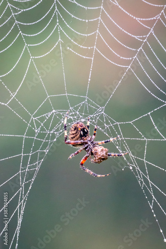 Spotted orb-weaver spider on web with prey photo