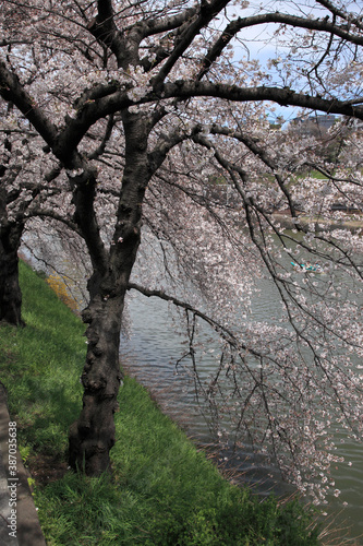 Wallpaper Mural 桜 Torontodigital.ca