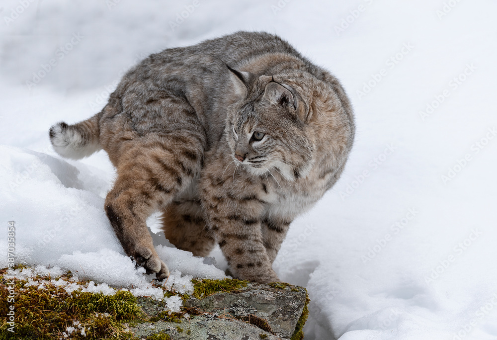 Obraz premium Bobcat in the snow