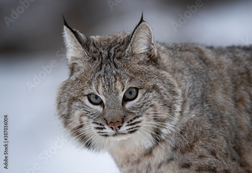 Bobcat in the snow