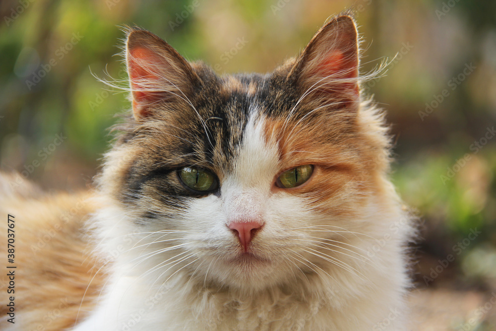 Portrait of amazingly beautiful multicolored young cat with green eyes and pink nose outdoors.