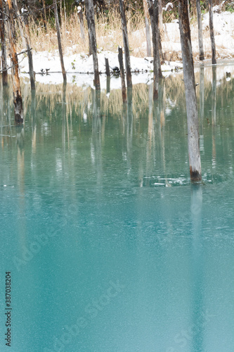 凍り始めた冬の青い池の湖面 美瑛町 