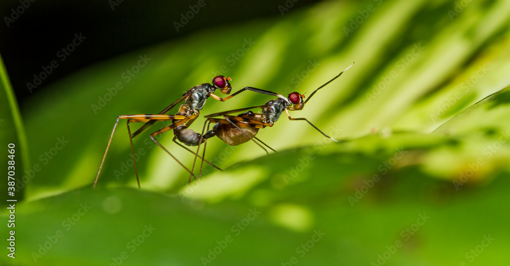 Stilt-legged flies mating. Stilt-legged flies mating.