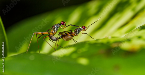 Stilt-legged flies mating.