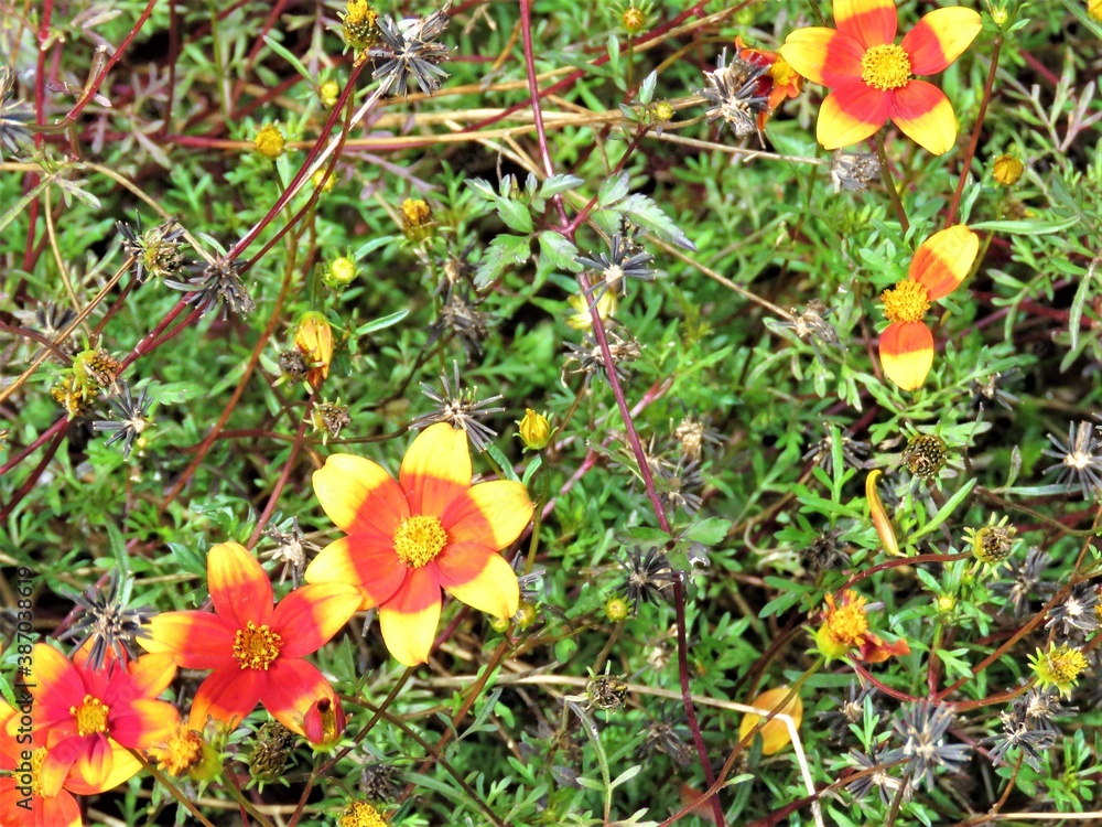 Fotografie yellow and orange flowers