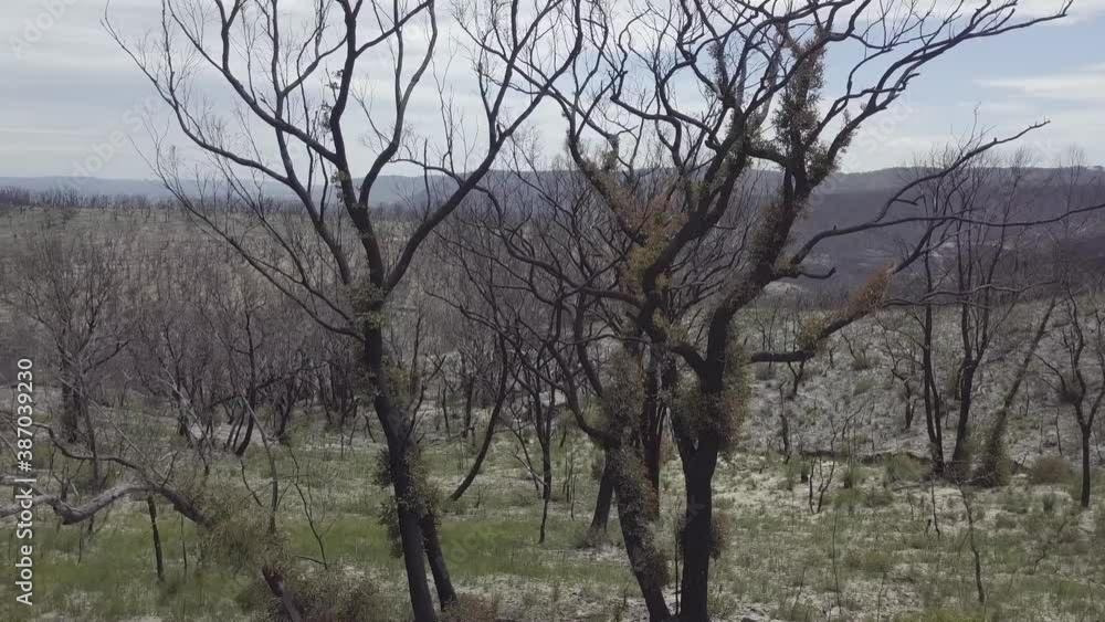 A Forest around 8 month after the Bushfires. Some trees have already started recovering. Blue Mountains Nationalpark A Forest around 8 month after the Bushfires. Some trees have already started recovering. Blue Mountains Nationalpark