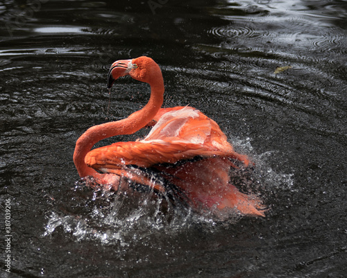 Flamingo stock photos. Flamingo close-up profile view displaying its beautiful plumage, head, long neg, beak, eye in its habitat and environment with blur water background. photo