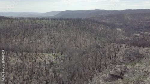 A Forest around 8 month after the Australian Bushfires 19-20
Blue Mountains Nationalpark photo
