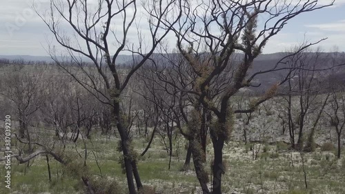 A Forest around 8 month after the Bushfires. Some trees have already started recovering. Blue Mountains Nationalpark photo