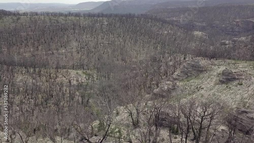 A Fires destroyed this forest around 8 month ago. Near Mount Victoria at Blue Mountains Nationalpark photo