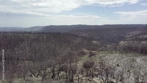 A Massive Bushfire went threw this forest at Blue Mountains Nationalpark photo