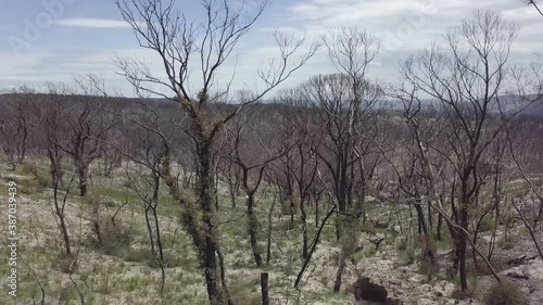 A Forest around 8 month after a Bushfire went threw.
Blue Mountains Nationalpark photo