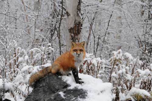 Red Fox Stock Photo. Red Fox in the forest in the winter season with falling snow in its surrounding and environment displaying fox tail, fox fur, bushy tail. Fox image. Fox picture. ©  Aline