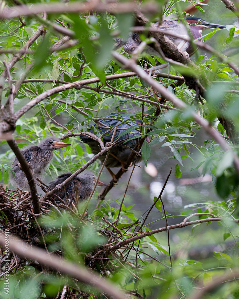 Green Heron stock photos. Image. Picture. Portrait. Close-up profile view. Background. Baby Green Heron. Adult Green Heron. Green Heron stock photos. Image. Picture. Portrait. Close-up profile view. Background. Baby Green Heron. Adult Green Heron.